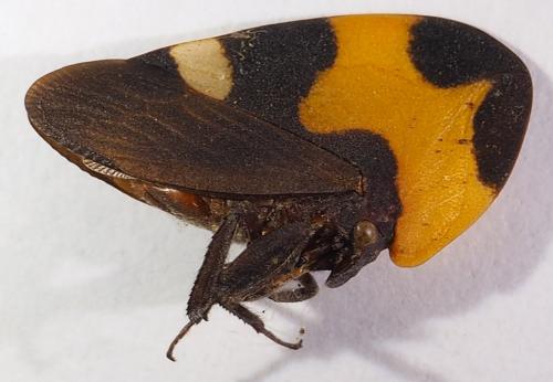 Réf. 257 901 : Phyllotropis fasciata